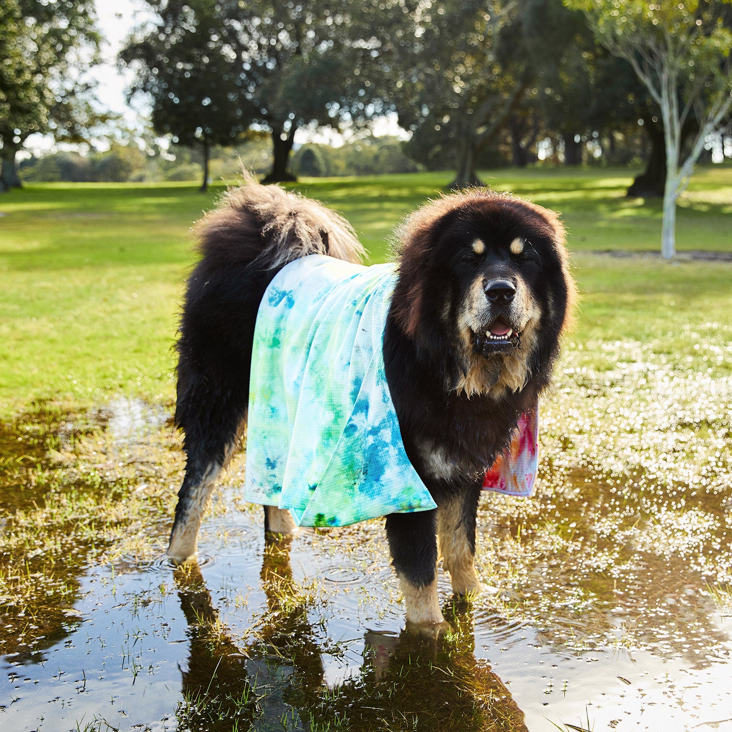 Dock & Bay Dog Towel - Sunset Splash – Dock & Bay US