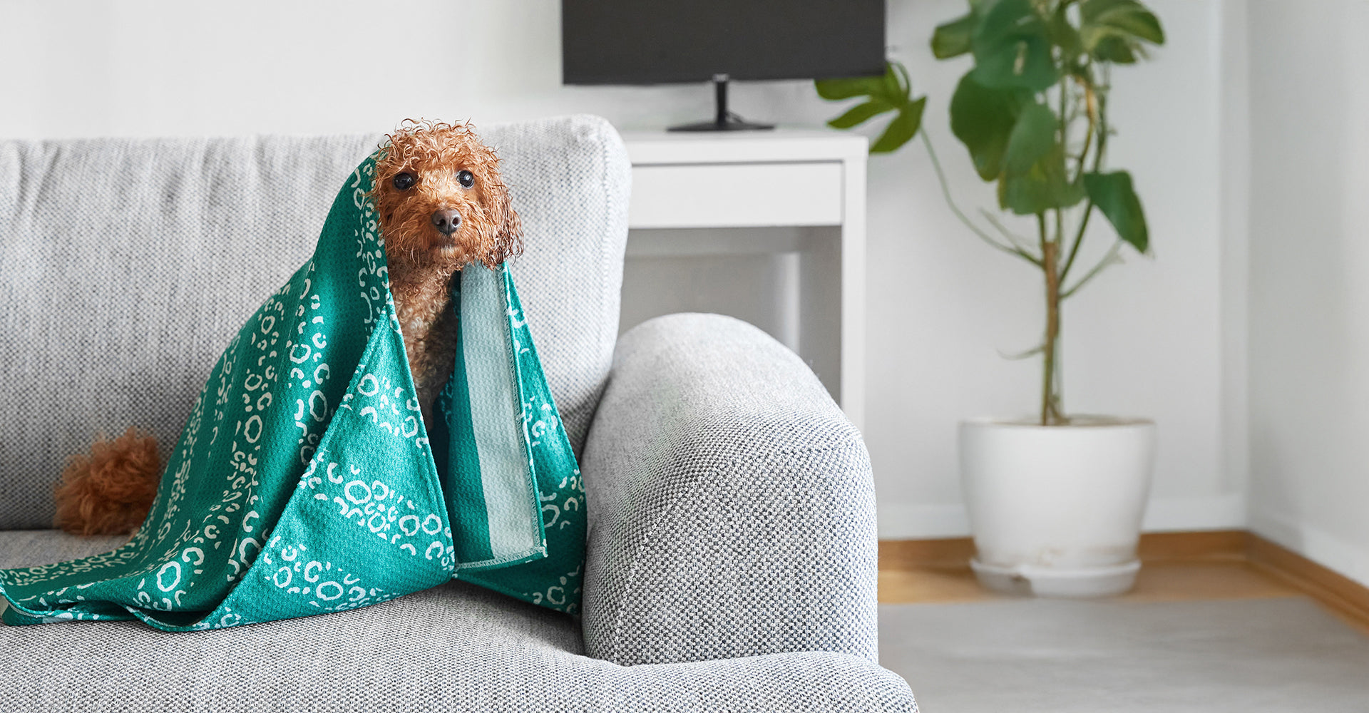 Dock & Bay Dog Towel - Woofs Go Wild